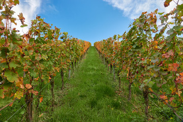 Weg durch Wein Stöcke im Herbst