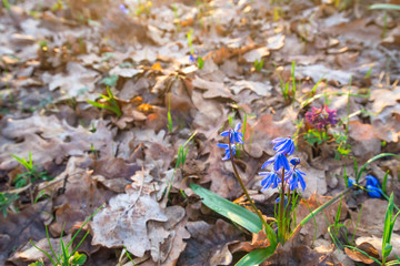 the first spring blooming snowdrops are blue at sunset , illuminated by rays. spring forest with flowers. space for text.