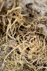  Last year's dry grass on the ground. Hay. Background. Blurred focus. Selective focus.