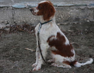 dog sitting on the beach