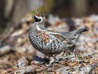 Grouse