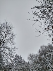 winter sky snow