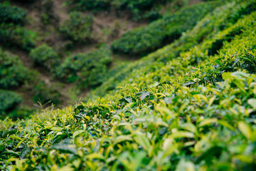 Tea Fields in the Cameron Highlands.