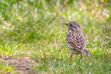 Young Rufous-collared Sparrow on the grass (Zonotrichia capensis australis)