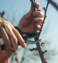  pruning fruit trees in spring