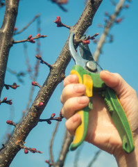  pruning fruit trees in spring