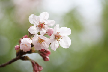 桜の花（ソメイヨシノ）