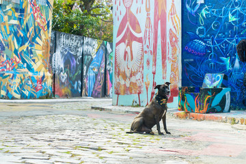 Black dog on the street with graffiti sitting and posing