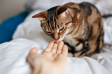 Pet owner feeding cat with dry food granules from hand palm. Man woman giving treat to cat. Beautiful domestic striped tabby feline kitten sitting on a bed in bedroom. - 334527859