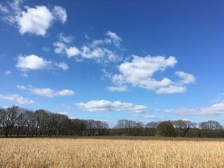 green field and blue sky