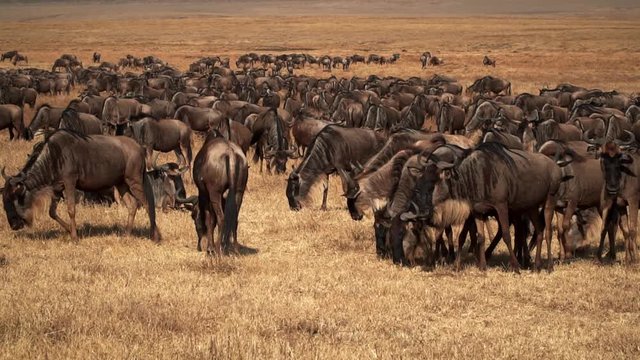 Herd of Wildebeests eating Serengeti Tanzania