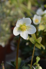 Christmas rose Select