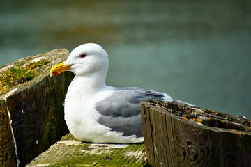 020-03-30 A SEAGULL RESTING ON THE PIER IN LA CONNOR WASHINGTON