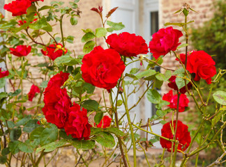 a group of red blooming roses/an explosion of blooming coloured roses