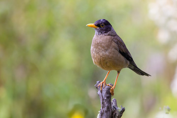 Austral thrush (Turdus falcklandii) on a branch tree- Ushuaia - Argentina