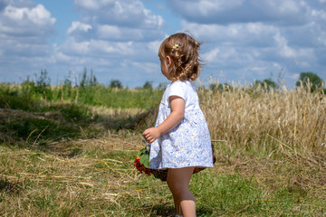 child on the field collects flowers in the basket