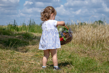 child on the field collects flowers in the basket