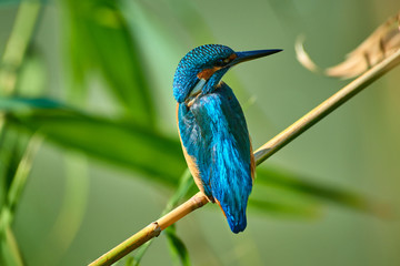 The common kingfisher sitting on the branch.  The common kingfisher (Alcedo atthis) also known as the Eurasian kingfisher or river kingfisher.  Atyrau Region. Kazakhstan. 
