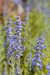 Obraz premium Lacey Blue Russian sage
