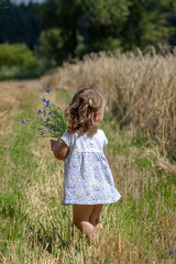 Fototapeta premium child on the field collects flowers