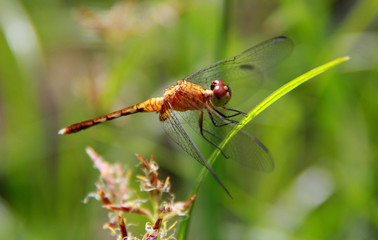 dragonfly insect in garden in salvador city