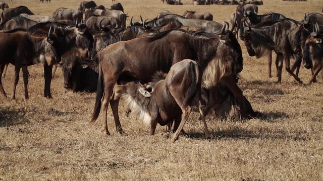 Young wildebeest eating from the mother Serengeti Tanzania