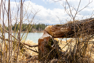 Vom Biber gefällter Baum an See in Bayern