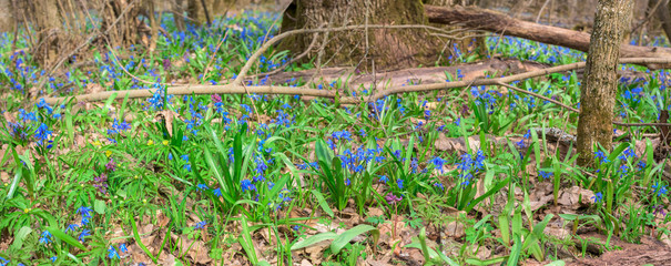 panorama of blue snowdrops in the forest in spring in April. spring flowers in the sun. banner photo