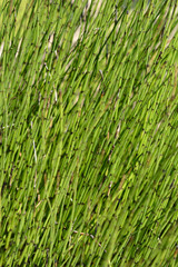 Obraz premium Water horsetail