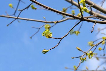 Norway maple