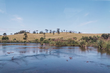 Brazilian Nature Landscapes River Farm Animals