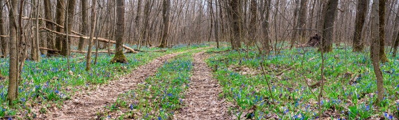 Fototapeta na wymiar panorama of blue snowdrops in the forest and roads in spring in April. spring flowers in the sun. photo for the banner. spring composition
