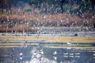 flock of birds in flight