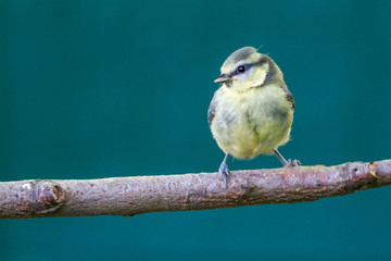 Very young great tit bird on a branch