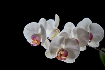 Fototapeta na wymiar flowers on a black background, hippeastrum on a black background, orchid on a black background