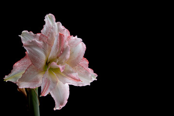 
flowers on a black background,
hippeastrum on a black background,
orchid on a black background