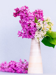 bouquet of purple and white syringa (lilac) in a white ceramic vase on a blue background isolated, minimalism, greeting card