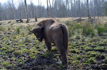 Аurochs, bison. National reserve Smolensk Lakeland. Bison in natural habitat