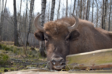 Аurochs, bison. National reserve Smolensk Lakeland. Bison in natural habitat