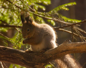 Naklejka na ściany i meble red squirrel on a branch in National Park Elk Island 