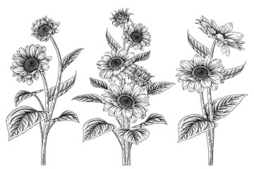 Sketch Floral decorative set. Sunflower drawings. Black and white with line art isolated on white backgrounds. Hand Drawn Botanical Illustrations. Elements vector.
