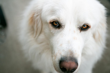 White Dog 