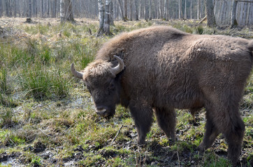 Аurochs, bison. National reserve Smolensk Lakeland. Bison in natural habitat