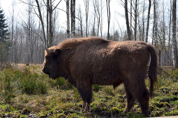 Аurochs, bison. National reserve Smolensk Lakeland. Bison in natural habitat