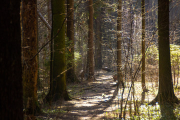 fir trees and sun light in the National Park Elk Island