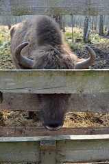 Аurochs, bison. National reserve Smolensk Lakeland. Bison in natural habitat