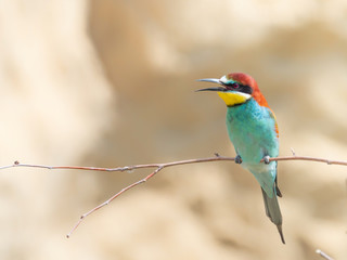 European Bee-eater, beautiful colored bird sitting on a twig, Merops apiaster, Dobrogea, Romania