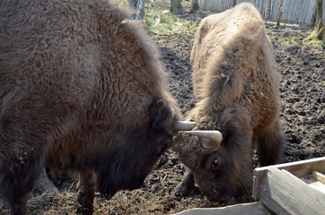 Аurochs, bison. National reserve Smolensk Lakeland. Bison in natural habitat