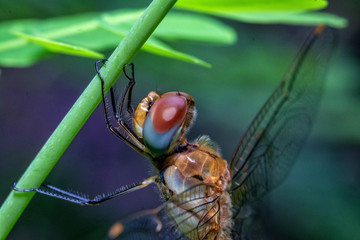 Macro Shot Of Dragonfly Sitting On Leaf