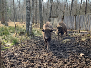 Аurochs, bison. National reserve Smolensk Lakeland. Bison in natural habitat